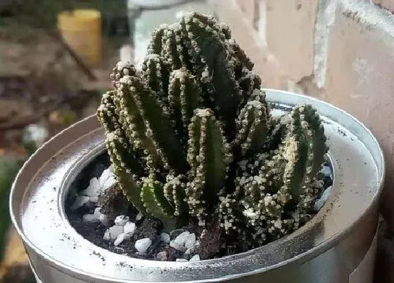 枯萎|万重山枯萎怎么办
