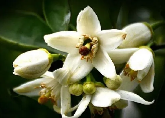 植物百科|橘子树开花吗 开花是什么样子的（图）