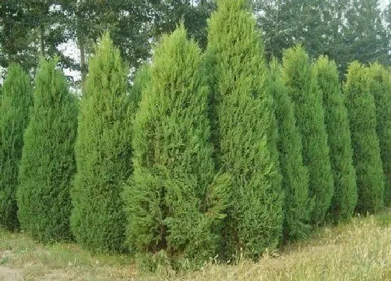 植物种类|塔柏和塔松是一种树吗