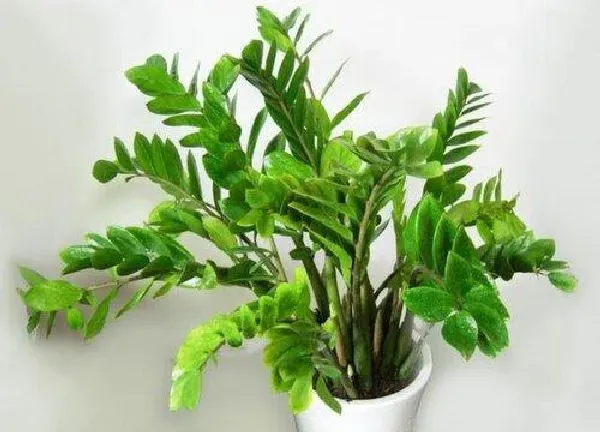 植物浇水|雪铁芋多久浇一次水