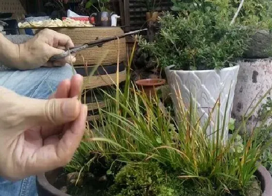 植物修剪|菖蒲怎么修剪方法