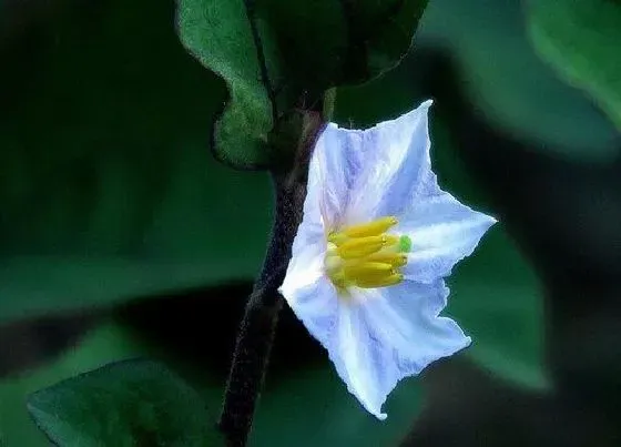 颜色花|茄子的花是什么颜色