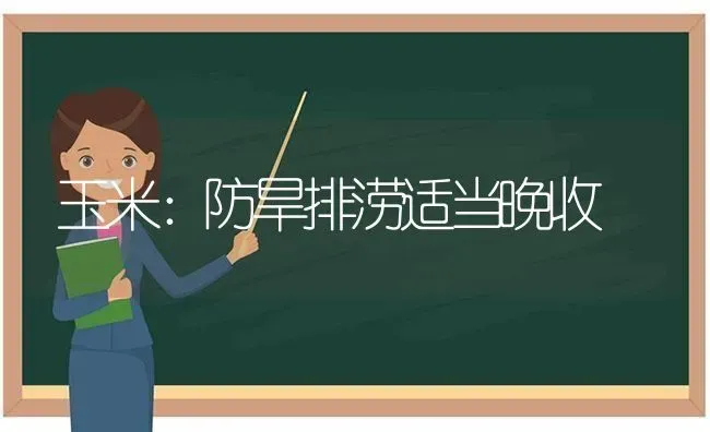 玉米：防旱排涝适当晚收 | 粮油作物种植