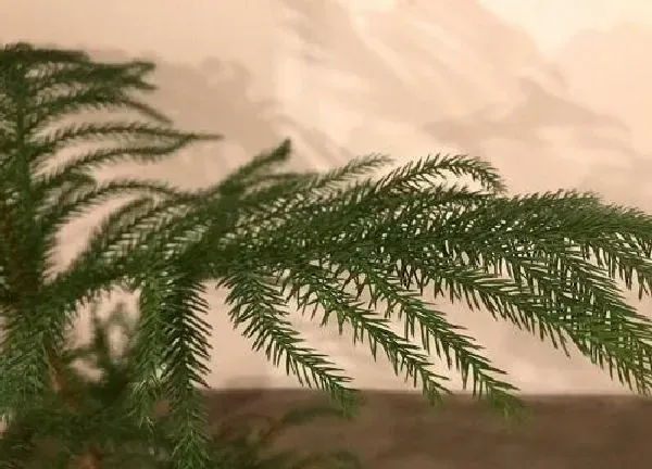 植物浇水|澳洲杉可以浇啤酒吗