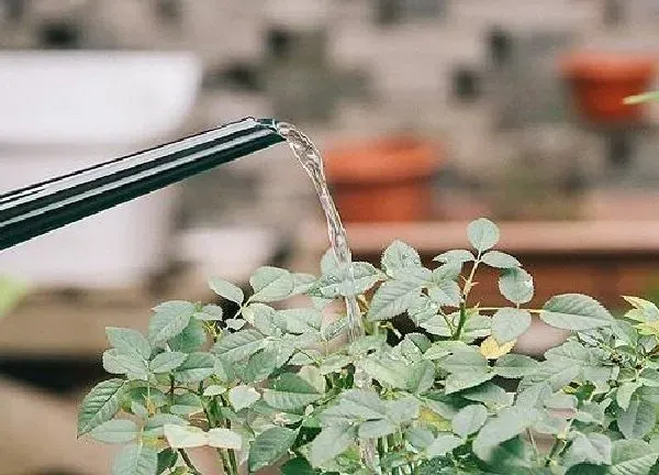 植物浇水|土豆水浇花的正确方法 必须发酵才能浇花吗