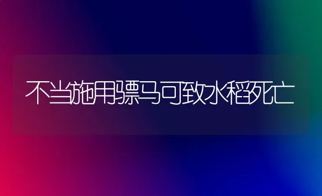 不当施用骠马可致水稻死亡 | 粮油作物种植