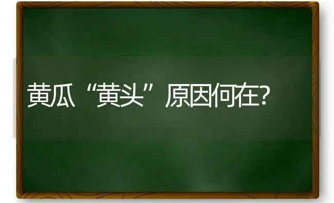 黄瓜“黄头”原因何在？ | 蔬菜种植