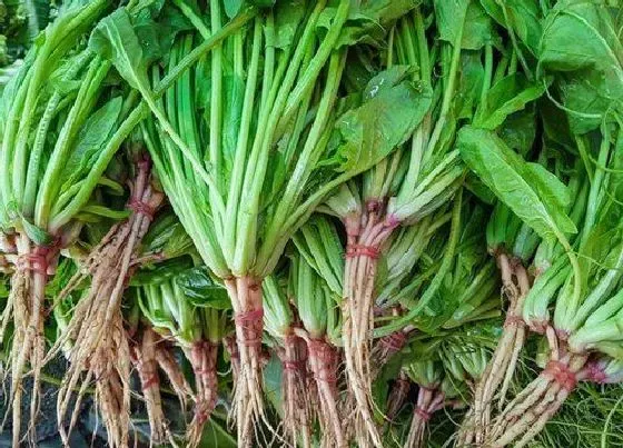 植物百科|菠菜是什么植物