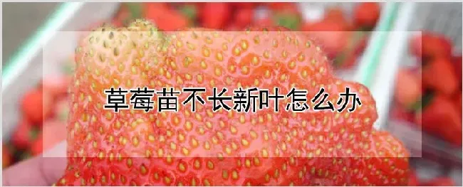 草莓苗不长新叶怎么办 | 养殖技术