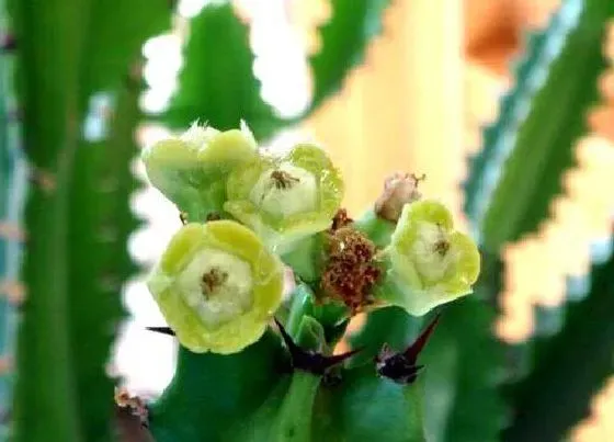 不开花|我家养的龙骨不开花是怎么回事（龙骨花不开花是什么原因）