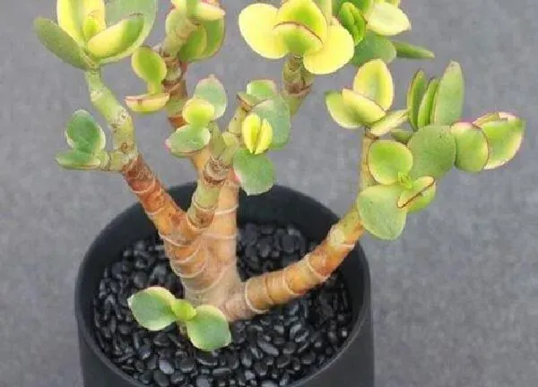 养殖方法|多肉老桩怎么养成造型 怎么把多肉植物养成老桩