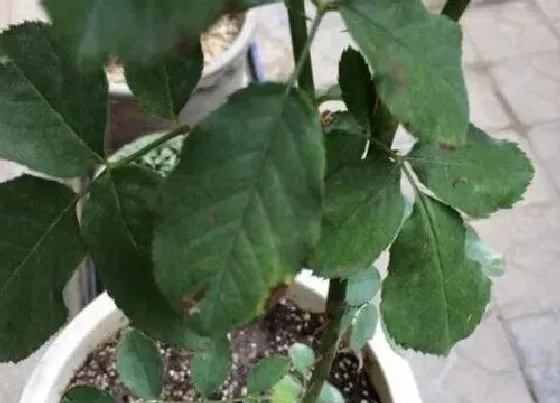 叶子发软|月季叶子发软下垂原因及补救方法