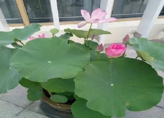 花朵|荷花的特点描写 是什么样子的