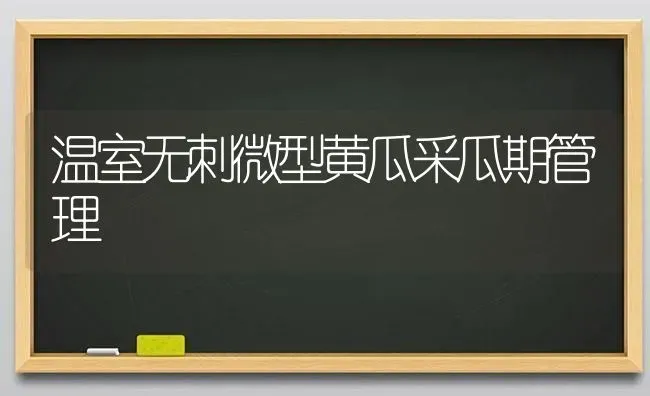 温室无刺微型黄瓜采瓜期管理 | 蔬菜种植