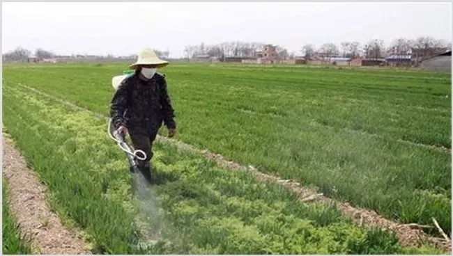 小麦春季除草的最佳时间 | 种植资料