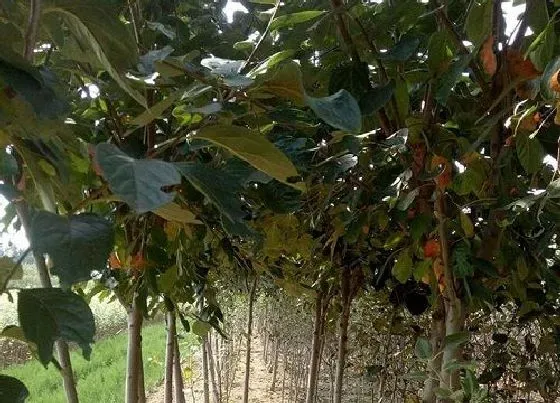 植物百科|柿子树耐阴吗