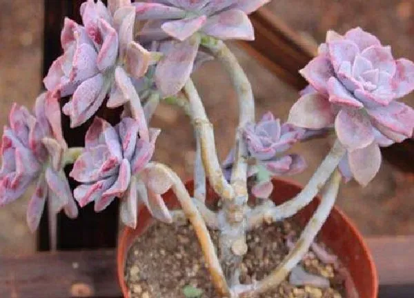 养殖科普|多肉植物喜阴还是喜阳光 属于喜阳植物