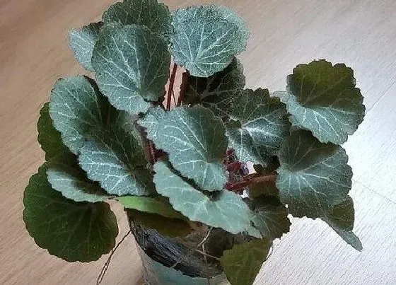 功效常识|虎耳草的功效与作用
