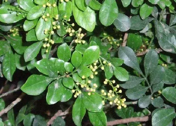 开花时间|米仔兰一年开几次花
