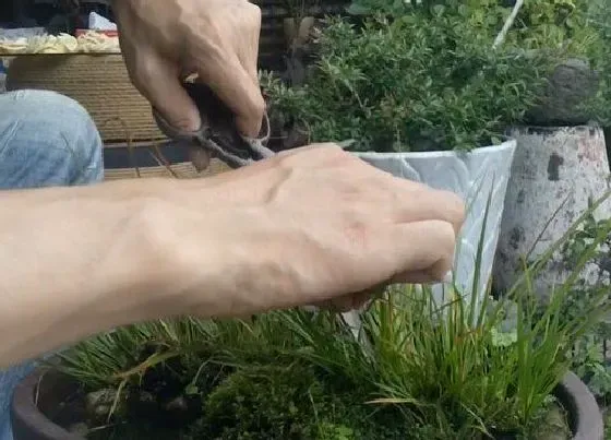 植物修剪|菖蒲怎么修剪方法