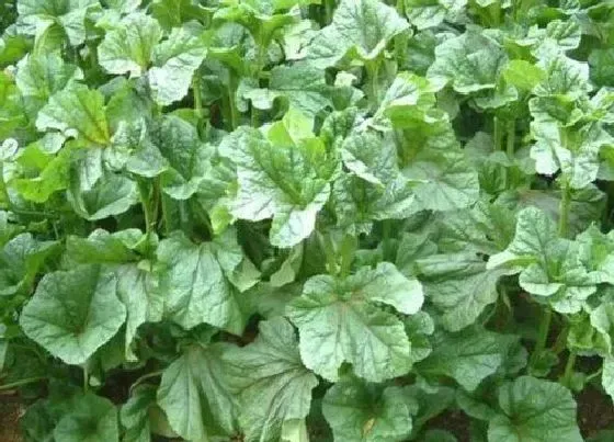 植物百科|苋菜有籽吗