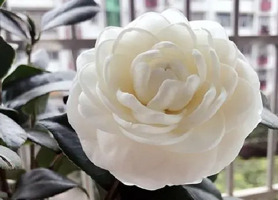摆放常识|山茶花适合在室内养吗