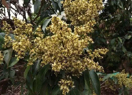 花期|荔枝的花期是什么时候