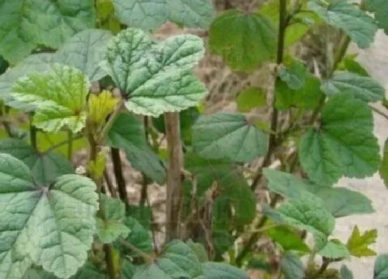 植物百科|冬苋菜是什么季节的菜