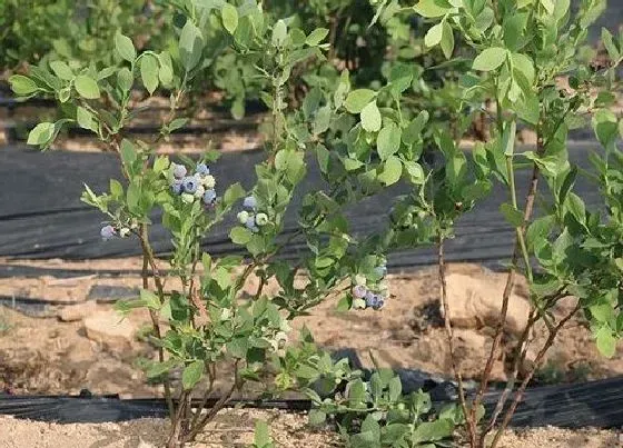 种植管理|蓝莓树几年结果实