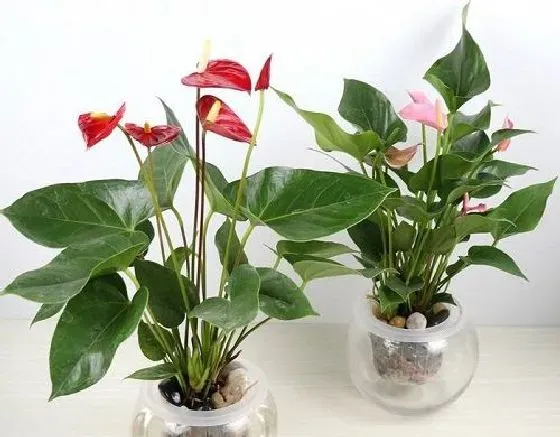 吸甲醛|红掌可以净化空气吗 有吸甲醛的作用吗