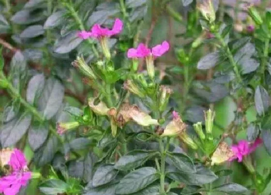 叶子干枯|细叶雪茄花叶子干枯原因及补救方法