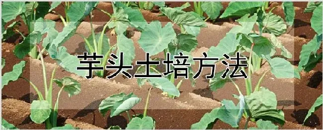 芋头土培方法 | 养殖技术