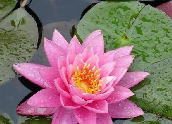 养殖方法|水莲花怎么养长的好 盆栽养殖方法