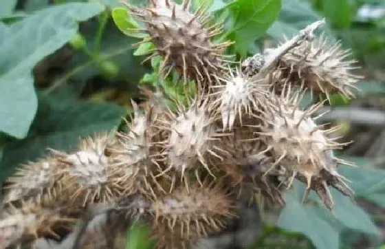 植物百科|苍耳是什么植物类别 属于什么科植物