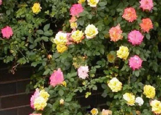 开花时间|变色龙月季一年开几次花