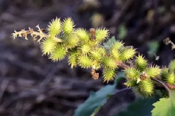 植物百科|苍耳是什么植物类别 属于什么科植物