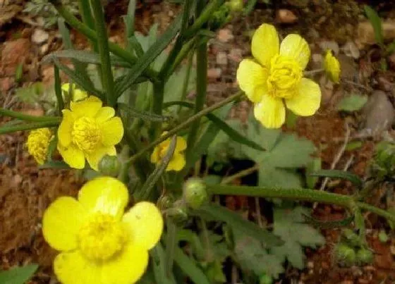 植物百科|猫爪草是什么草