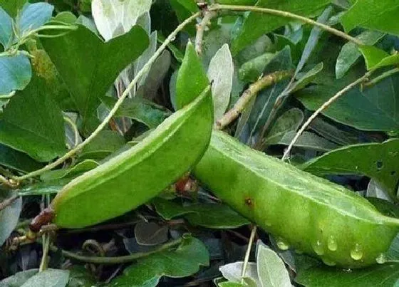 种植管理|刀豆的生长周期是多长时间