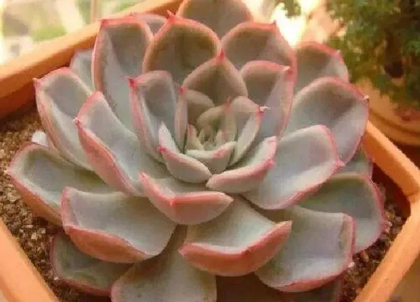 植物扦插|猎户座可以叶插吗