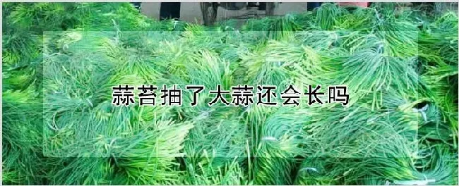 蒜苔抽了大蒜还会长吗 | 农业技术