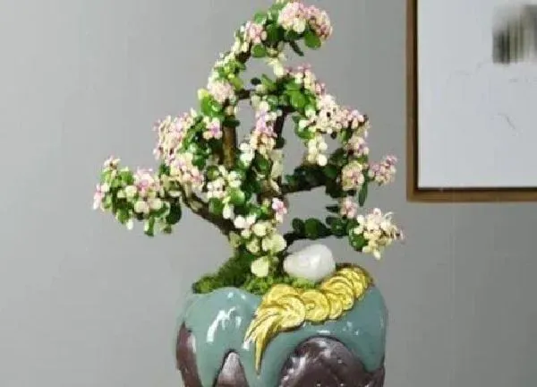 养殖方法|多肉老桩怎么养成造型 怎么把多肉植物养成老桩