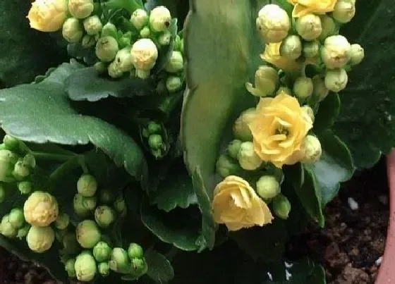 植物毒性|长寿花有毒吗  长寿花对人体无害能在家里室内养