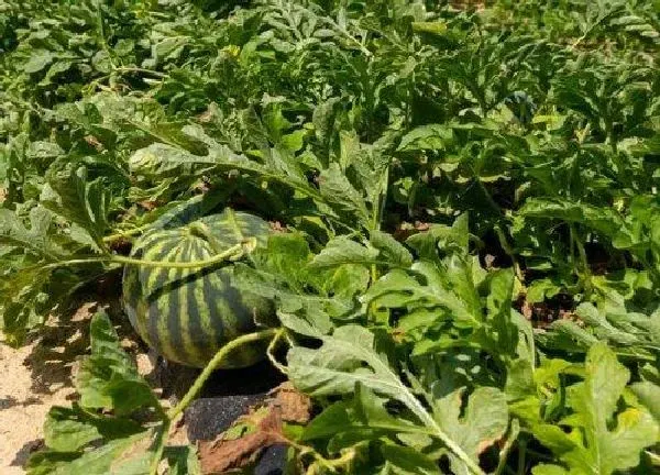 植物浇水|西瓜几天浇一次水 春夏秋冬各不同