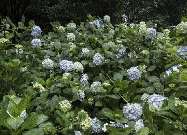 植物发芽|绣球花种子多久发芽