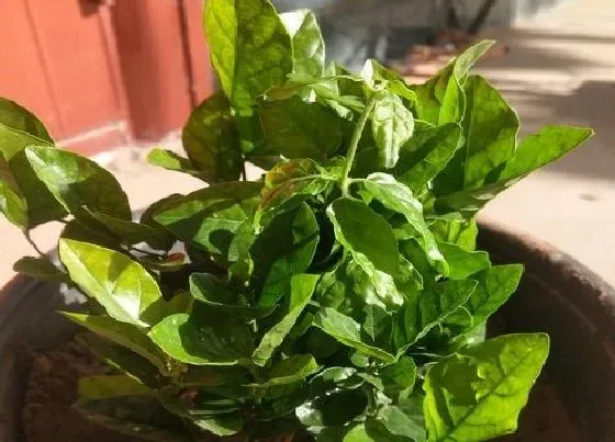 不开花|虎头茉莉为什么不开花