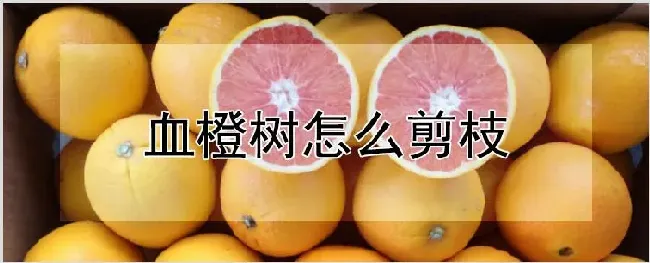 血橙树怎么剪枝 | 种植资料