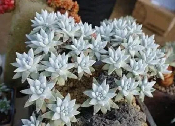 植物百科|仙女杯什么时候休眠