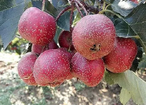 食用常识|山楂什么季节吃最好