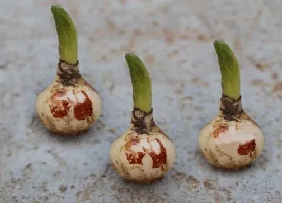 植物百科|风信子耐阴吗 喜阴还是喜阳光