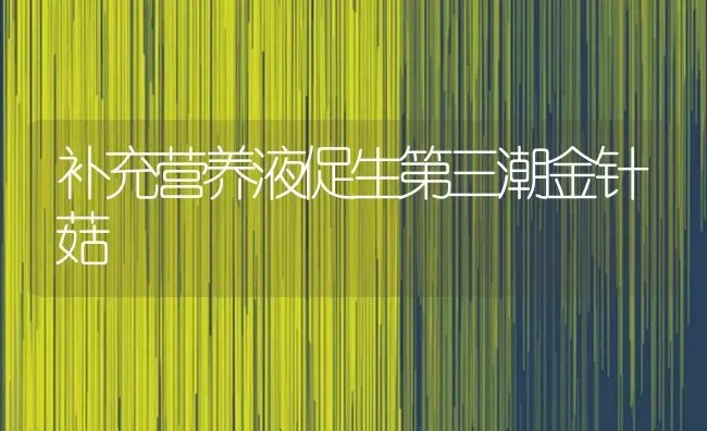 补充营养液促生第三潮金针菇 | 食用菌种植